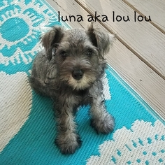 Schnauzer (Miniature) Puppy for sale in LOCUST GROVE, GA, USA