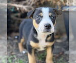 Small #4 Australian Shepherd Mix