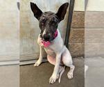 Small Catahoula Leopard Dog Mix