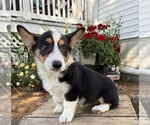 Small #1 Pembroke Welsh Corgi