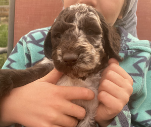 Labradoodle Puppy for sale in ALBUQUERQUE, NM, USA