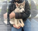 Small Photo #16 Siberian Husky Puppy For Sale in TRIMBLE, MO, USA