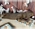 Small #14 Dachshund