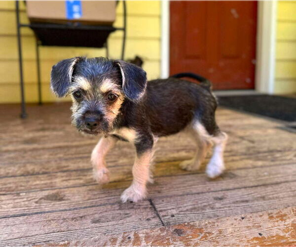 Medium Photo #9 Chihuahua-Unknown Mix Puppy For Sale in Arlington, WA, USA