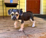 Small #8 Chihuahua Mix