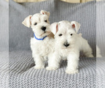 Small Photo #3 Schnauzer (Miniature) Puppy For Sale in MURRIETA, CA, USA