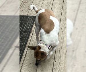 Rat Terrier Dogs for adoption in Fremont, CA, USA