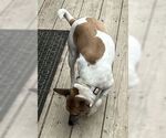 Small Rat Terrier