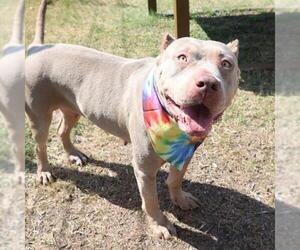 American Staffordshire Terrier Dogs for adoption in San Antonio, TX, USA