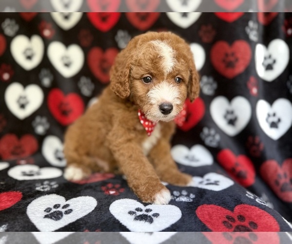 Medium Photo #7 Cavapoo Puppy For Sale in LAKELAND, FL, USA