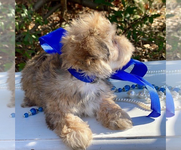 Medium Photo #4 Yorkie-ton Puppy For Sale in MC CLURE, PA, USA