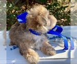Small Photo #4 Yorkie-ton Puppy For Sale in MC CLURE, PA, USA