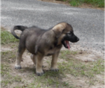 Small #27 Shepweiller