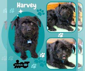 Mutt Dogs for adoption in Lindsay, CA, USA