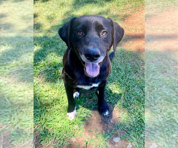 Medium Photo #4 Labrador Retriever-Unknown Mix Puppy For Sale in Bryant, AR, USA
