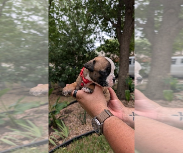 Medium Photo #13 Olde English Bulldogge Puppy For Sale in AUSTIN, TX, USA