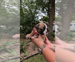 Small #12 Olde English Bulldogge