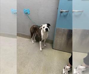 Mutt Dogs for adoption in Las Vegas, NV, USA