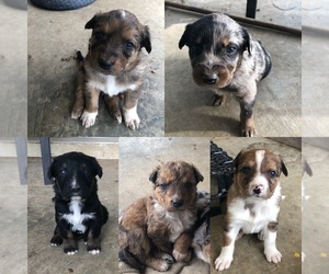 Aussiedoodle-Australian Cattle Dog Mix Puppy for sale in CARROLLTON, MS, USA