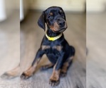 Small Doberman Pinscher