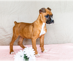 Boxer Puppy for sale in WAKARUSA, IN, USA
