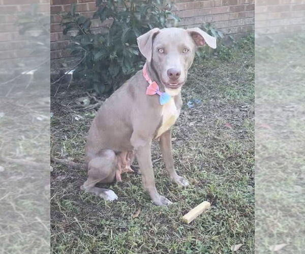Medium Photo #2 Unknown-Weimaraner Mix Puppy For Sale in Mobile, AL, USA