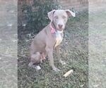 Small #1 Weimaraner Mix