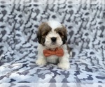 Small #2 Lhasa Apso
