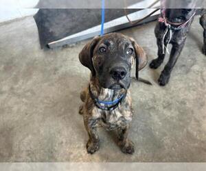 Daniff Dogs for adoption in Corona, CA, USA