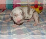Small Photo #23 Great Dane Puppy For Sale in SPRAGGS, PA, USA