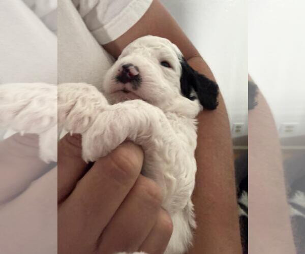 Medium Photo #4 Poodle (Standard) Puppy For Sale in Rancho Cordova, CA, USA