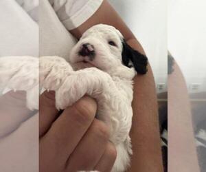 Poodle Pup - Male Poodle (Standard) Dog for Adoption - Photo #4