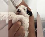 Small Photo #4 Poodle (Standard) Puppy For Sale in Rancho Cordova, CA, USA
