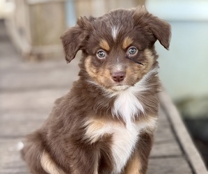 Miniature Australian Shepherd Puppy for Sale in MC LEAN, Illinois USA