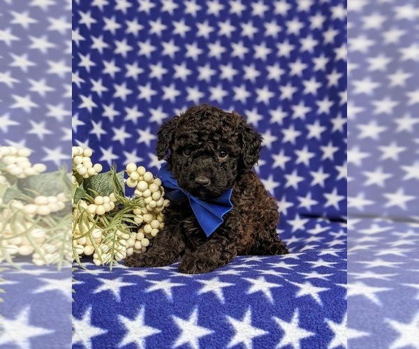Medium Photo #3 Poodle (Toy) Puppy For Sale in KIRKWOOD, PA, USA