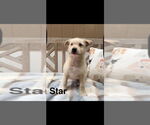 Small Photo #6 Mutt Puppy For Sale in Oak Bluffs, MA, USA