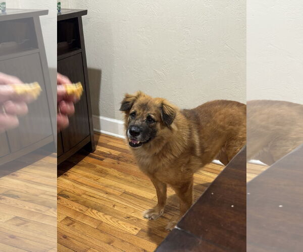 Medium Photo #1 Chow Chow-German Shepherd Dog Mix Puppy For Sale in Valrico, FL, USA