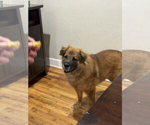 Chow Chow-German Shepherd Dog Mix Dogs for adoption in Valrico, FL, USA