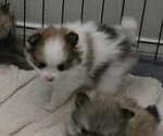 Puppy Tevi Pomeranian