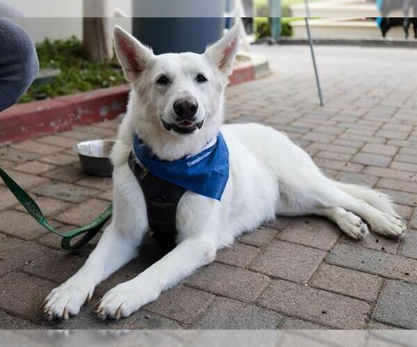 Medium Photo #2 German Shepherd Dog Puppy For Sale in Pasadena, CA, USA