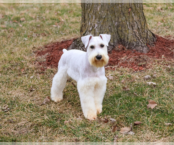 Medium Photo #3 Schnauzer (Miniature) Puppy For Sale in SYRACUSE, IN, USA