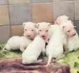 Small Photo #26 Dogo Argentino Puppy For Sale in LUTZ, FL, USA