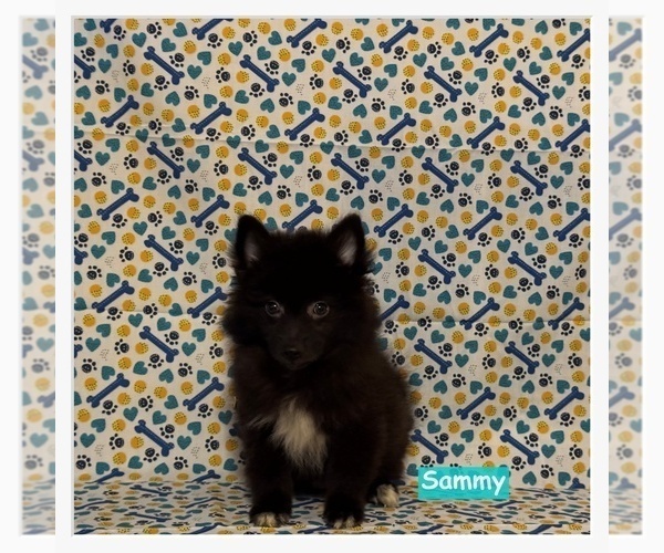 Medium Photo #1 Pomimo Puppy For Sale in CLARKSVILLE, TN, USA