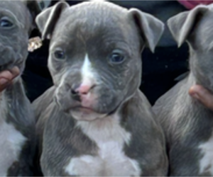 American Pit Bull Terrier Puppy for sale in CASTLE HAYNE, NC, USA