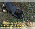 Small #26 American Pit Bull Terrier