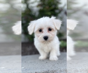 Coton de Tulear-Poodle (Toy) Mix Puppy for sale in CANOGA, NY, USA