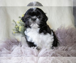 Puppy Cody Shih Tzu