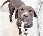 Small #1 Mutt