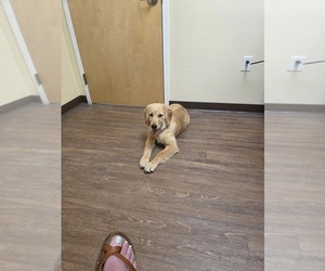 Golden Retriever Puppy for sale in HAW RIVER, NC, USA
