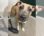 Small American Pit Bull Terrier Mix